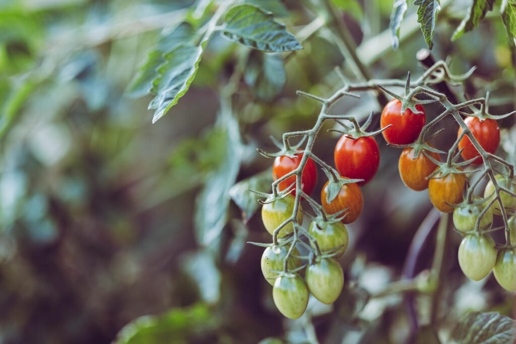 alt='Picture of Green and red fruits"