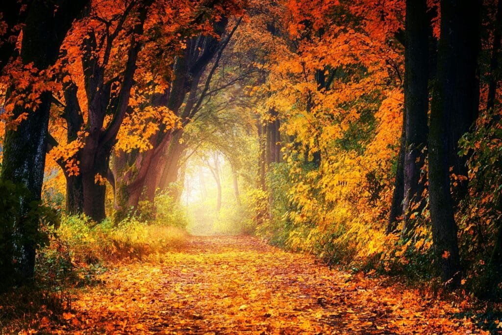 alt="Image of Maple tree sunset"