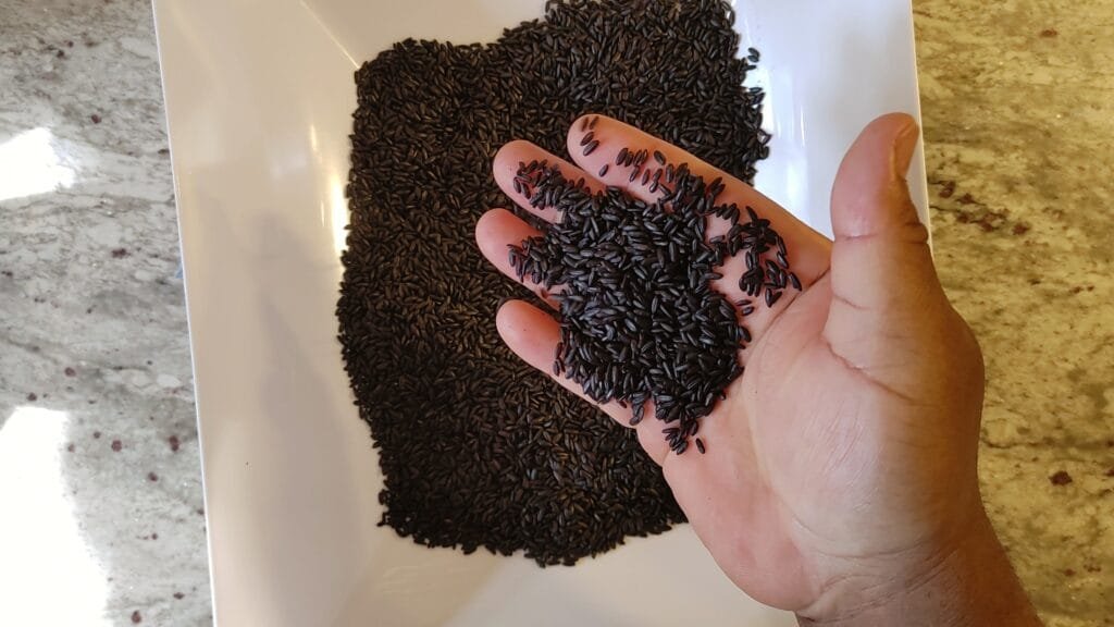 alt="Black Rice in Hand"